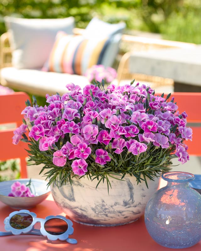 dianthus_selectaone_17062025091941