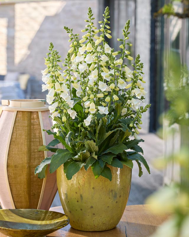 digitalis_takii_florensis_17062025092211