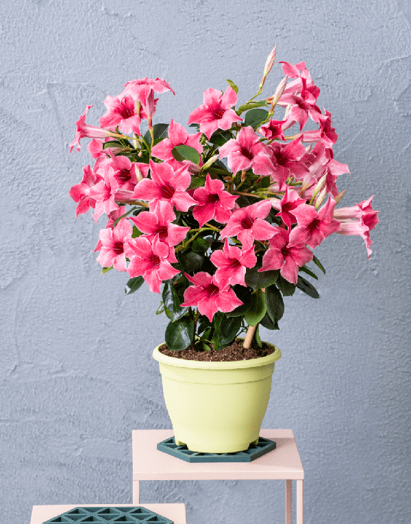 dipladenia_sundaville_flamingo_pink_1_25042023143219