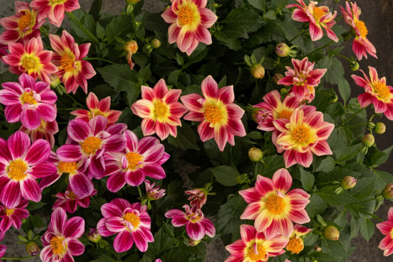 dummen-summer-bees_26062023142322