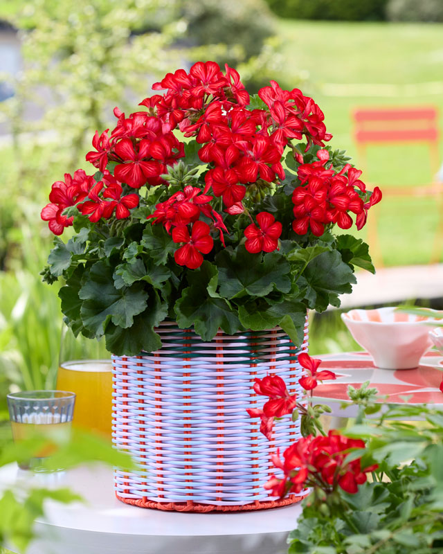 dummenorange-pelargonium_18062025091955