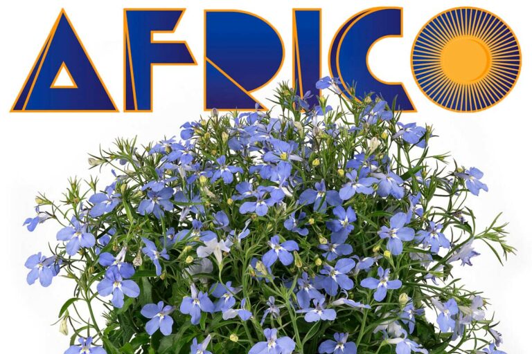 elsner-pac-africo_09072025105847