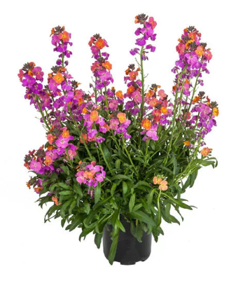 erisisible_syngenta_06062023161734