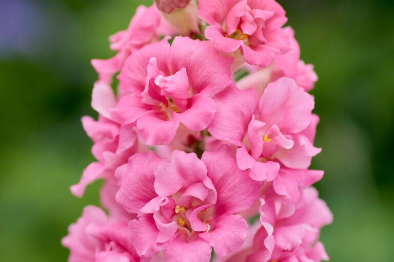 f1_antirrhinum_doubleshot_hot_pink_06052025125133