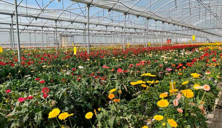 florineve-greenhouse_21012026115631