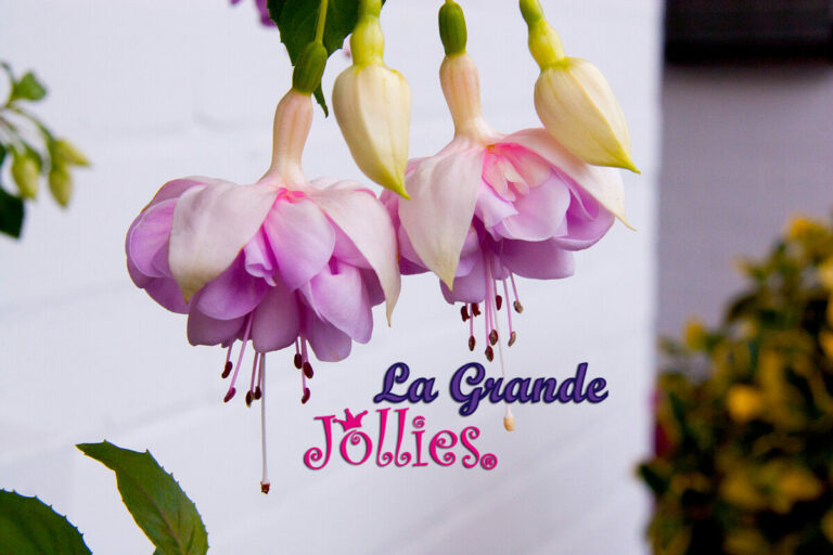 fucsialagrandejollies_29052025105944