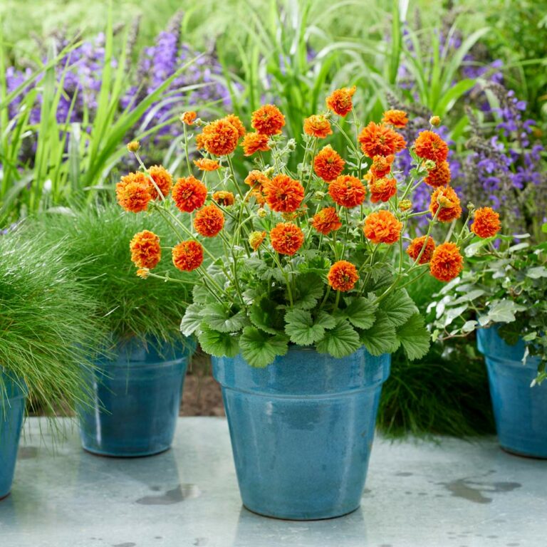geum-orange-pumpkin-1_22052023092251