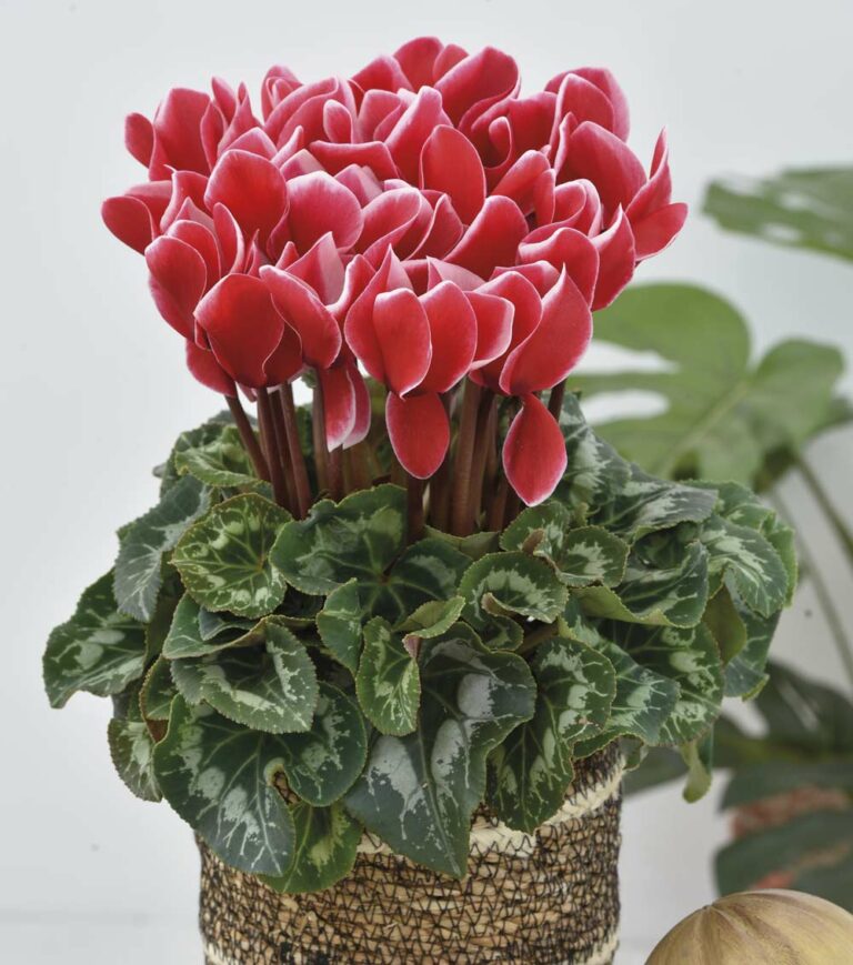 halios_red_satisfaction_13092023085722