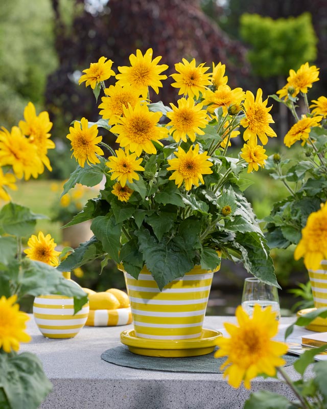 helianthus_syngenta__17062025092434