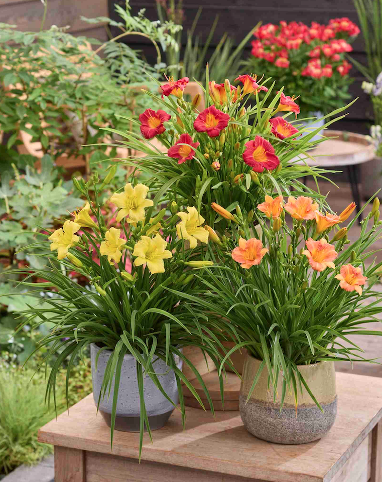 hemerocallis_29052025095951