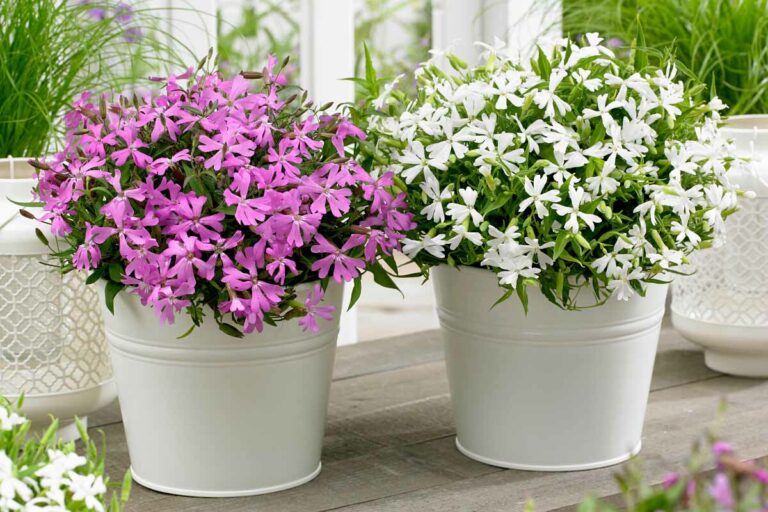 hemgeneticsplants_23082024143013