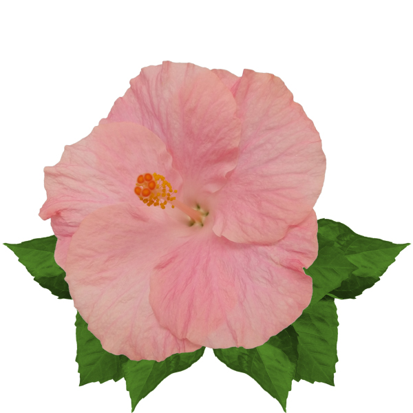 hibiscus_palermo_12062024154059