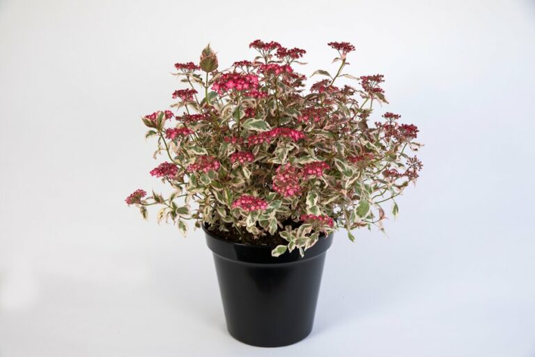 hydrangea-serrata-rhs_24052023115022