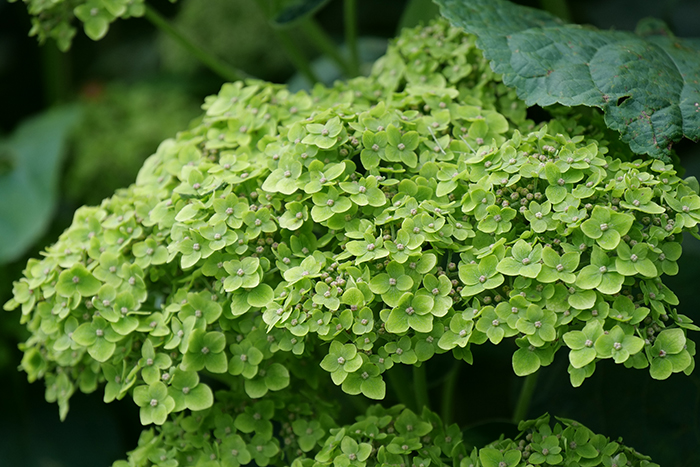 hydrangea_arborescens_sublime_proven_winners_13112024170317