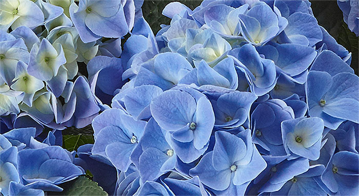 hydrangea_fabolo_blue_1_25042023135844