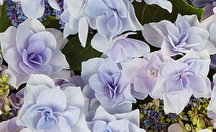 hydrangea_fleurine_blue_25042023135257