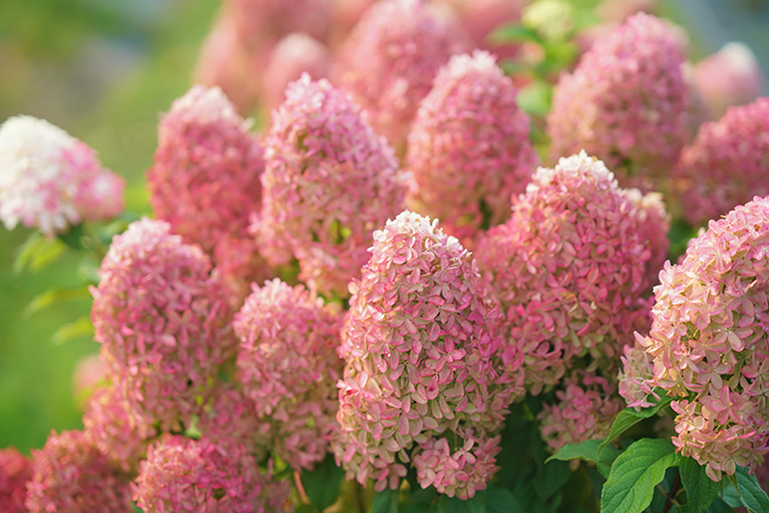 hydrangea_pan_13112024171904