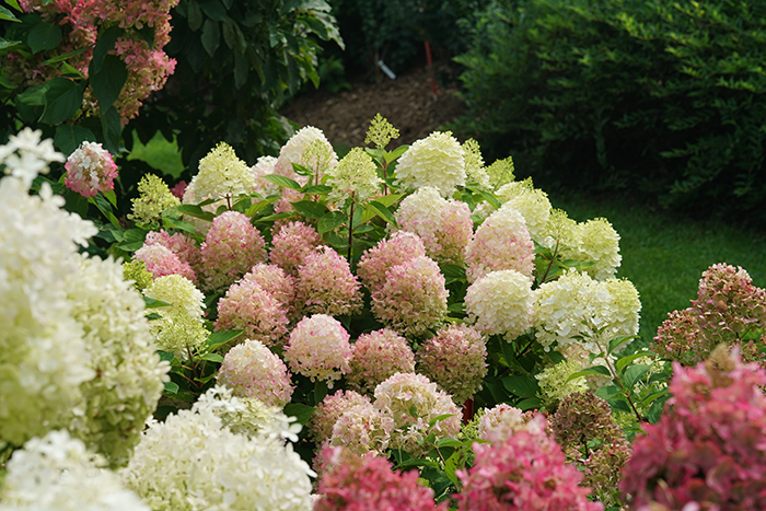hydrangea_paniculata_fire_light_tiny_bit_smnhpk_6_proven_winners_13112024170833