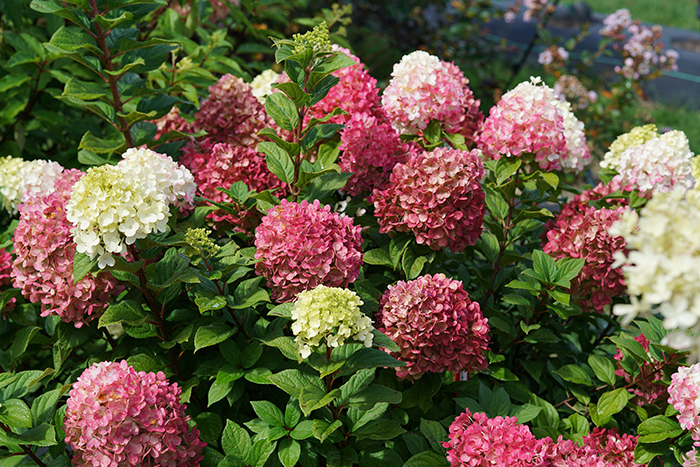 hydrangea_paniculata_little_lime_punch_smnhph-_7_proven_winners_13112024171527