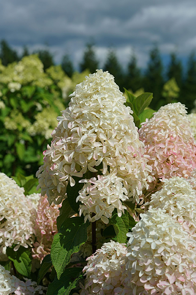 hydrangea_paniculata_quick_fire_fab_smnhpm_3e_proven_winners_13112024172247