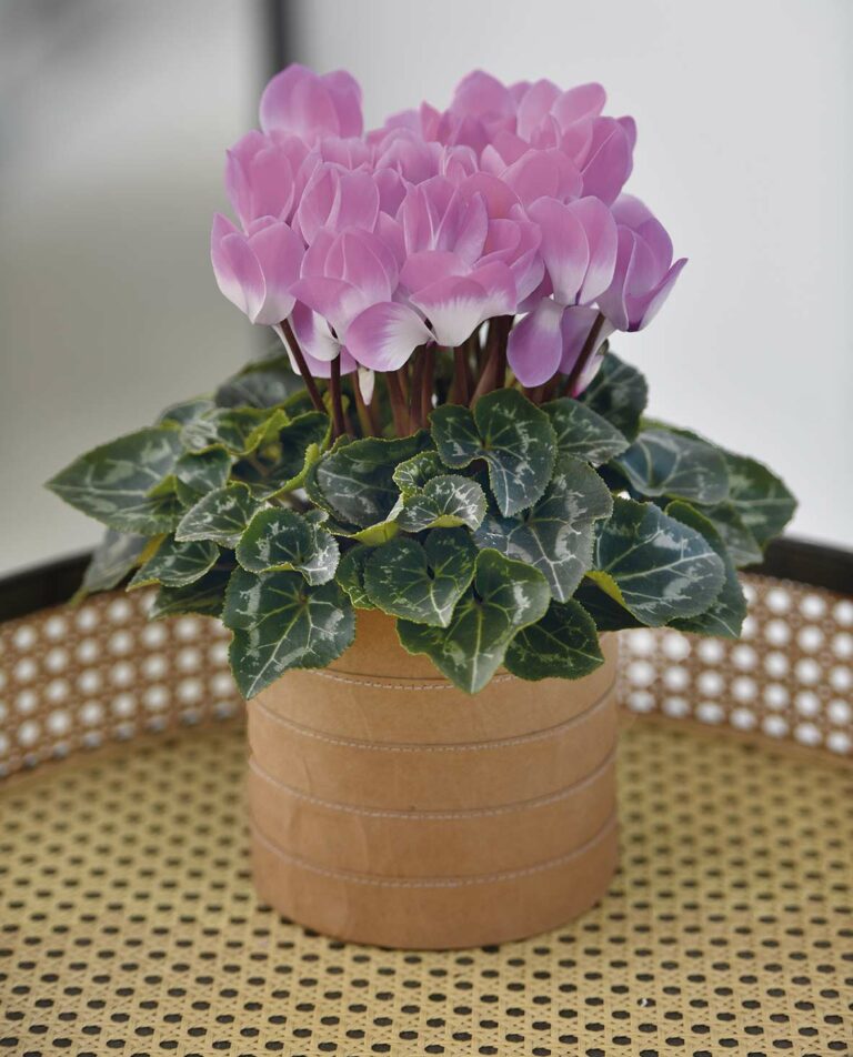 indiaka_fuchsia_clair_13092023091309