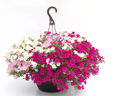 itsy_syngenta_06062023155054