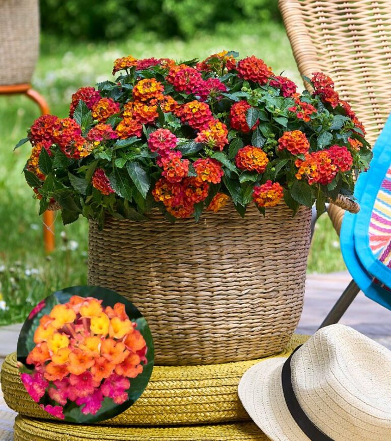 lantana-varieties_31052023095340