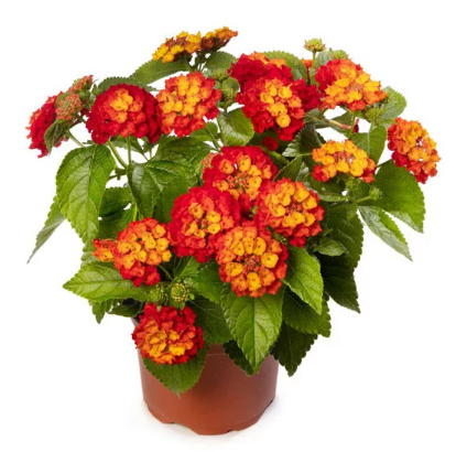lantana_hot_blooded_syngenta_06062023161323