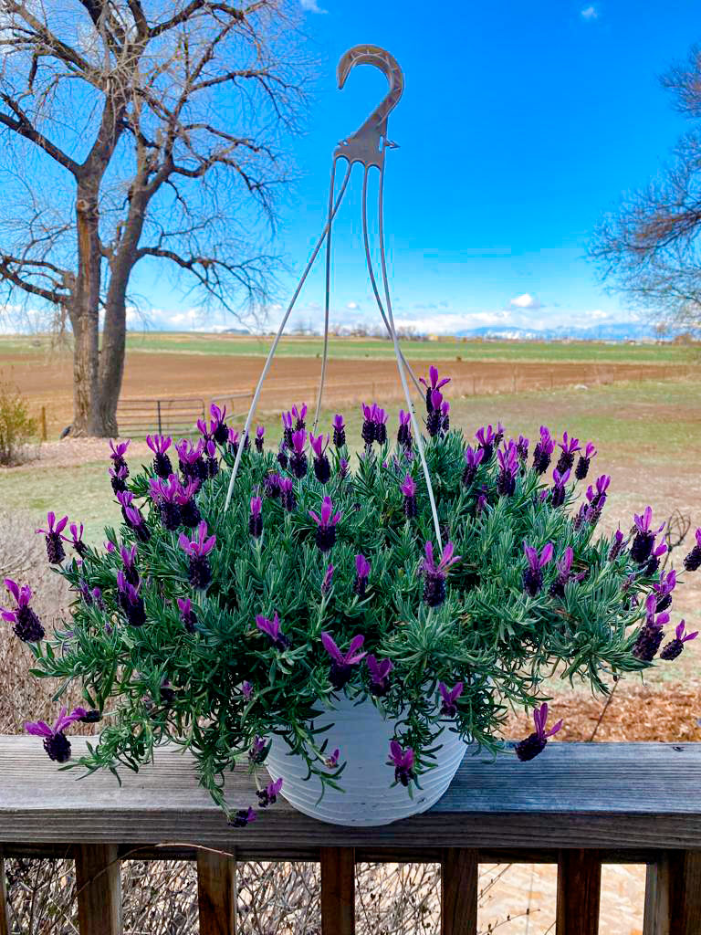lavanda-colgante_04052023122928