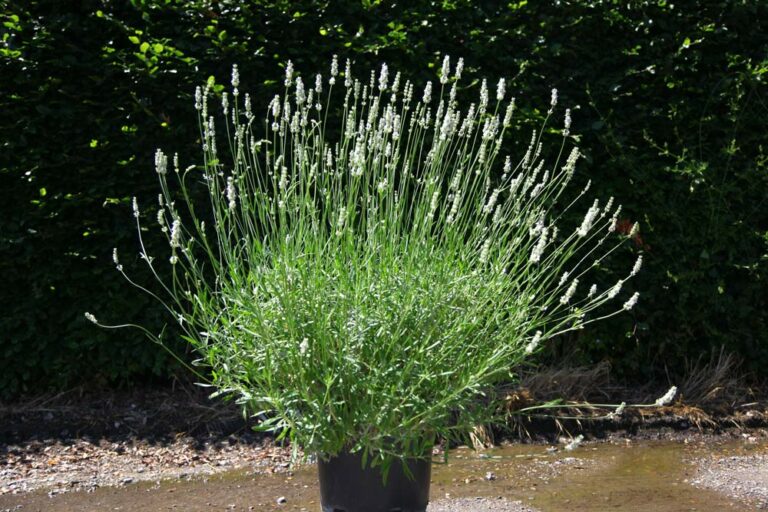 lavandula-exceptional_26062023143716