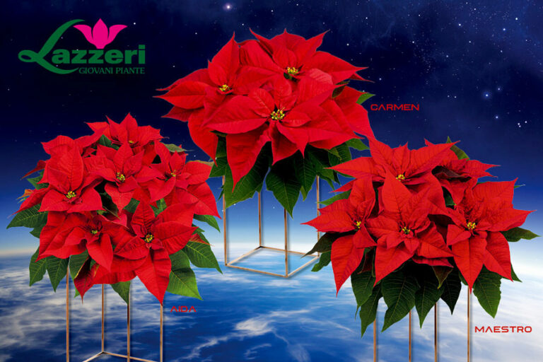 lazzeri2_22082024083028