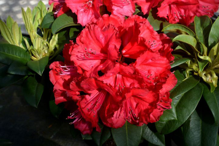 leybaert_rododendromaximus_11022025133833