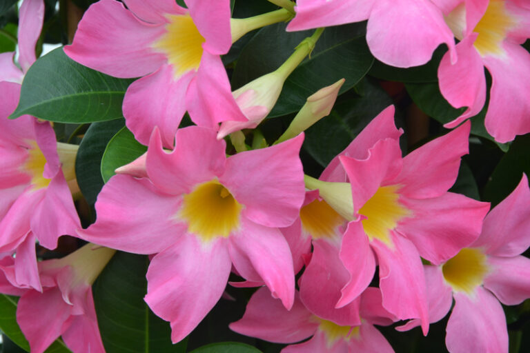 mandevilla-eagle-eye_12062024155110