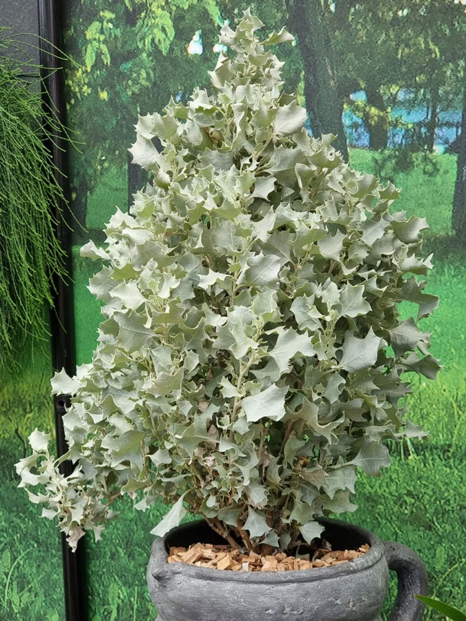 marathonplants1_22082024105934
