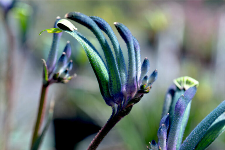 marathonplants2_22082024115424