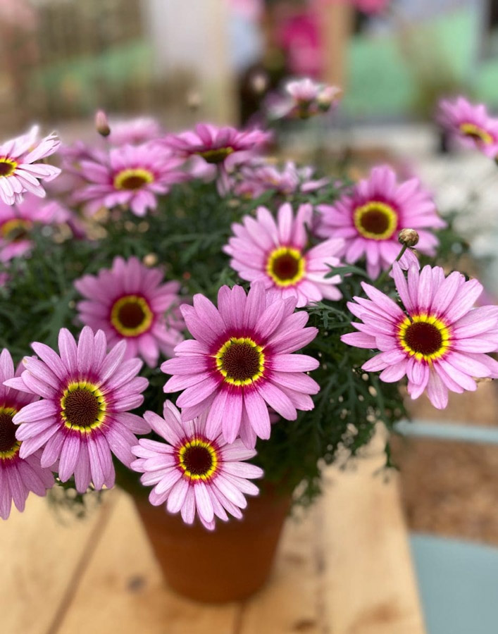mnpsuntoryplants_23082024145425