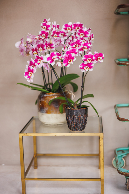 orquideabarcelona_13122023151036