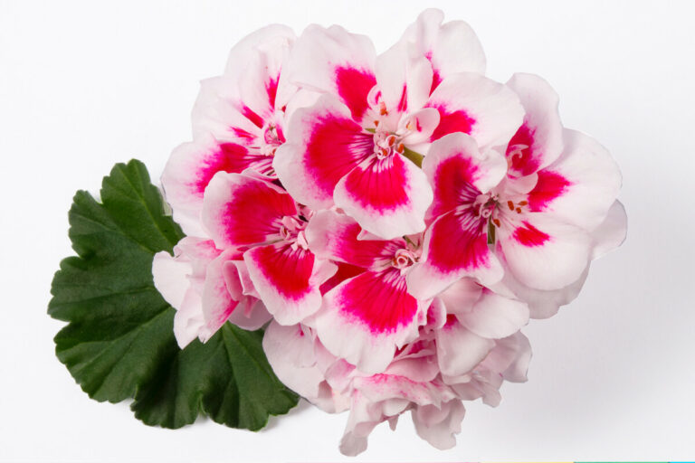 pacspanishwinepelargonium_06052025124540