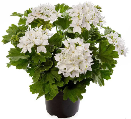 pelargonium_06062023162252