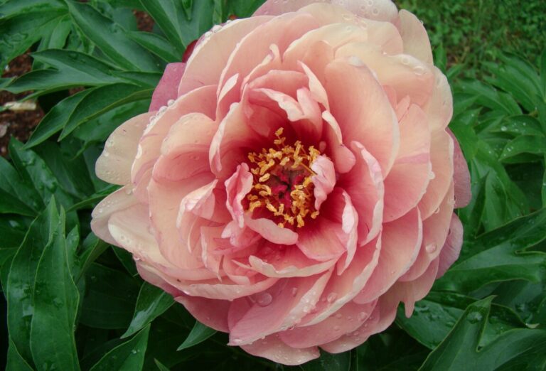 peonia_wbp_29052025100748