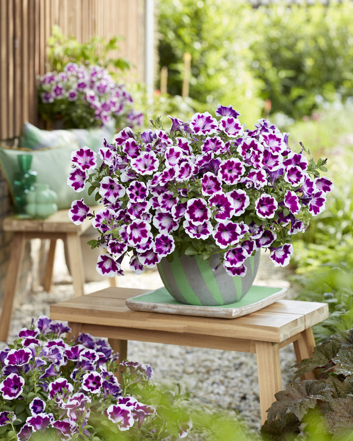 petunia_20062024151740