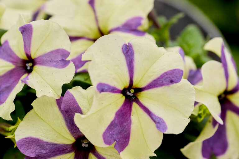 petunia_hemgenetics_10072025141059