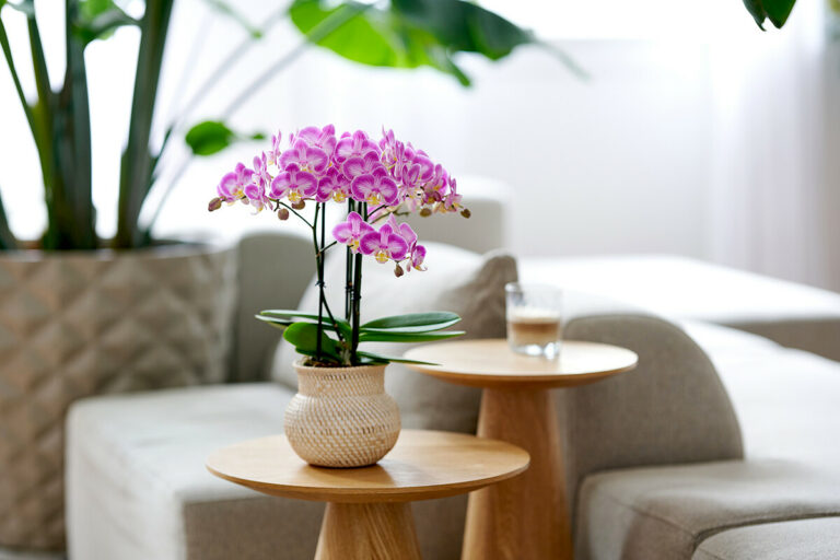 phalaenopsis_suncapula__24072025110000