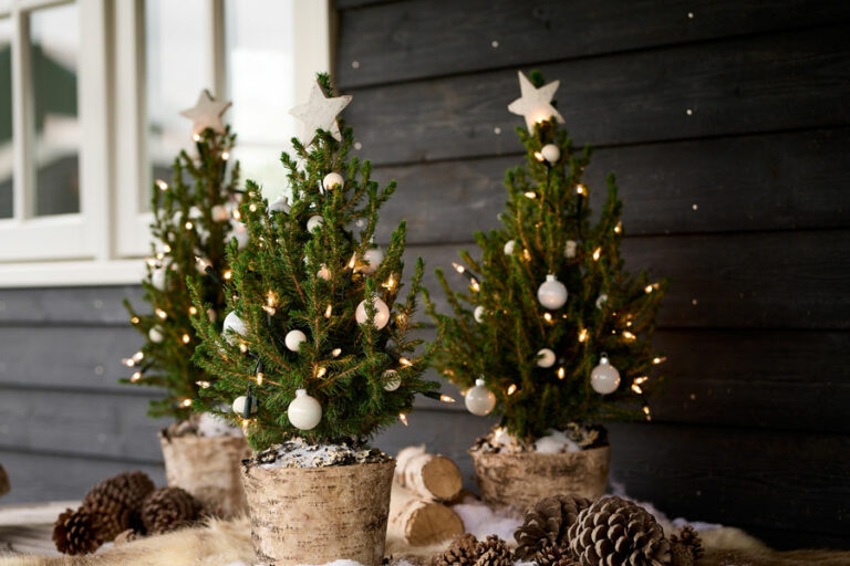 picea-magical-kolster_04022025164836