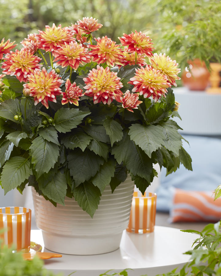 plantnovelties_20062024150730