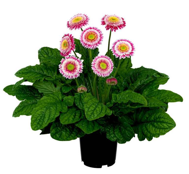 plantnoveltiesgv2_29082024115211