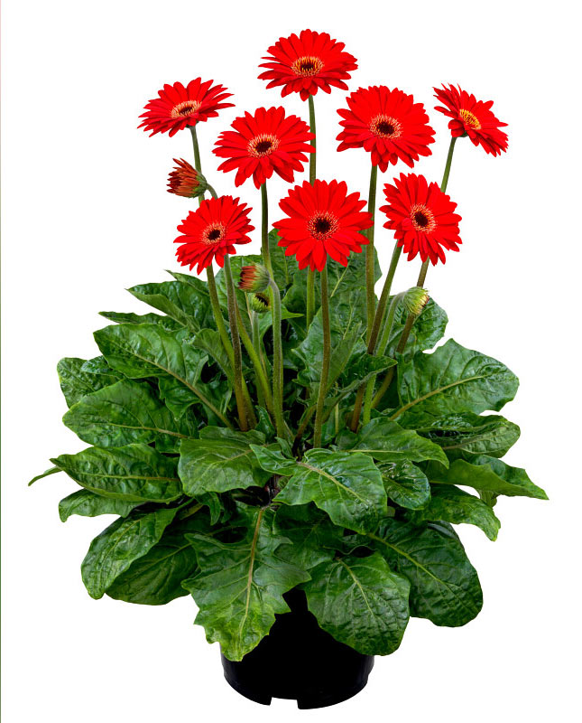 plantnoveltiesgv_29082024114955