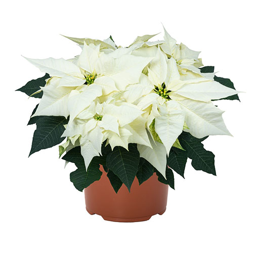 poinsetia_polar_star_1_25042023140958