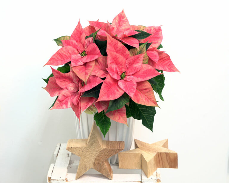 poinsettia_christmas_beauty_prince_30042025132400
