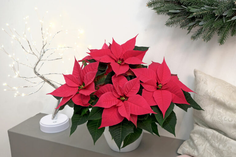 poinsettia_christmas_night_hotpink_30042025130848